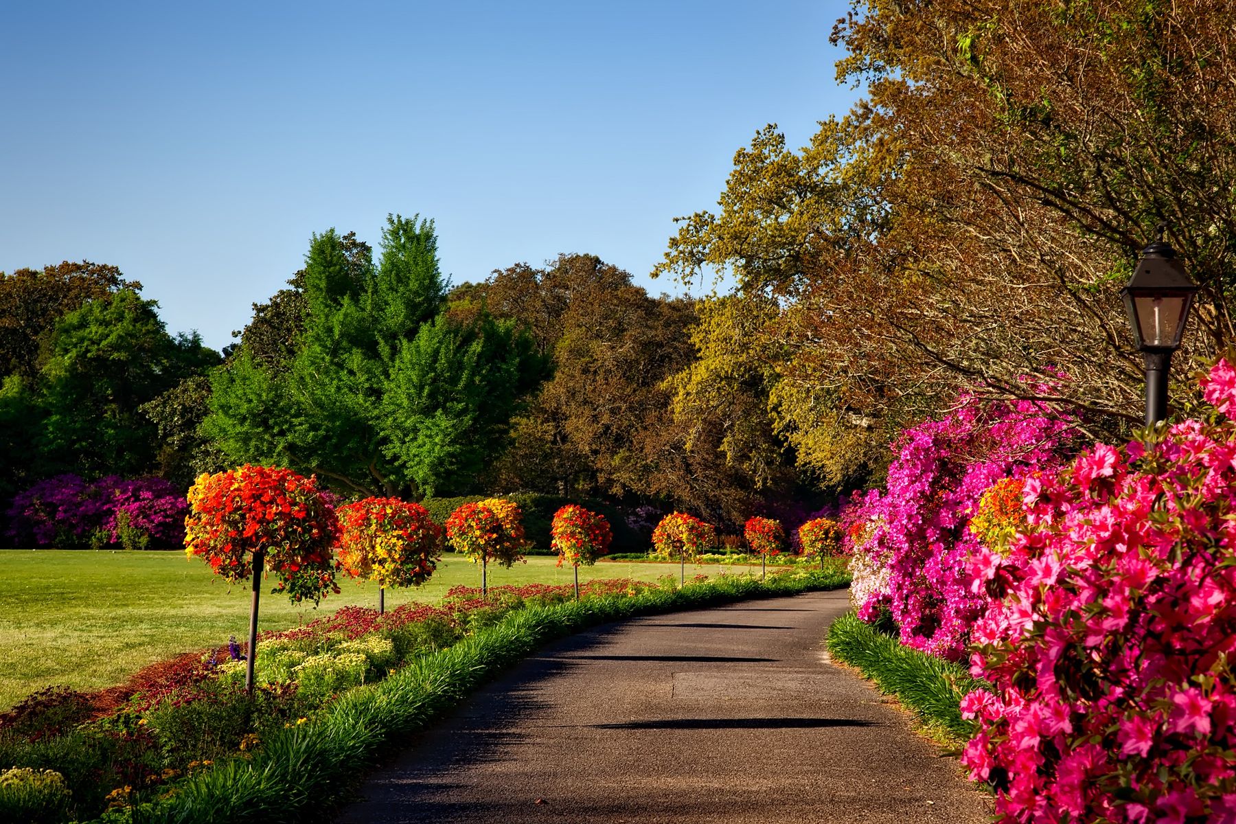 Garden path with lawn, flowering trees, and seasonal color