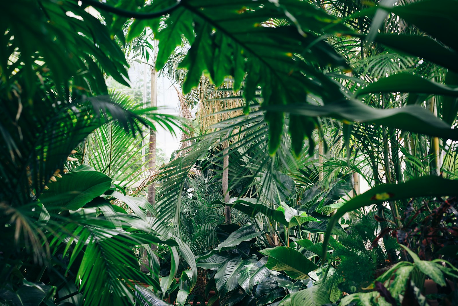 Lush layered planting and deep green foliage