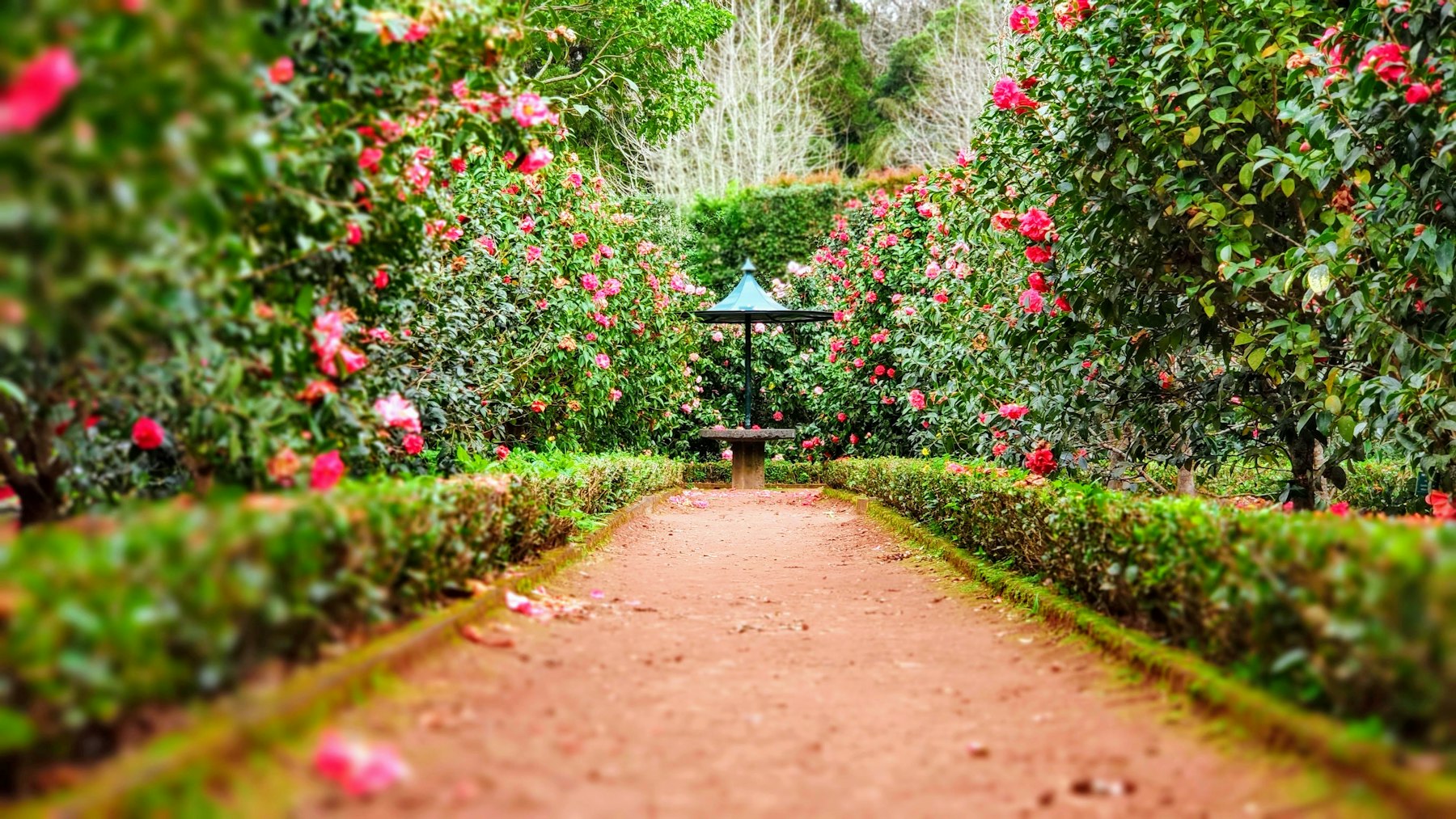 Trimmed hedges and a garden path on an East Williston property