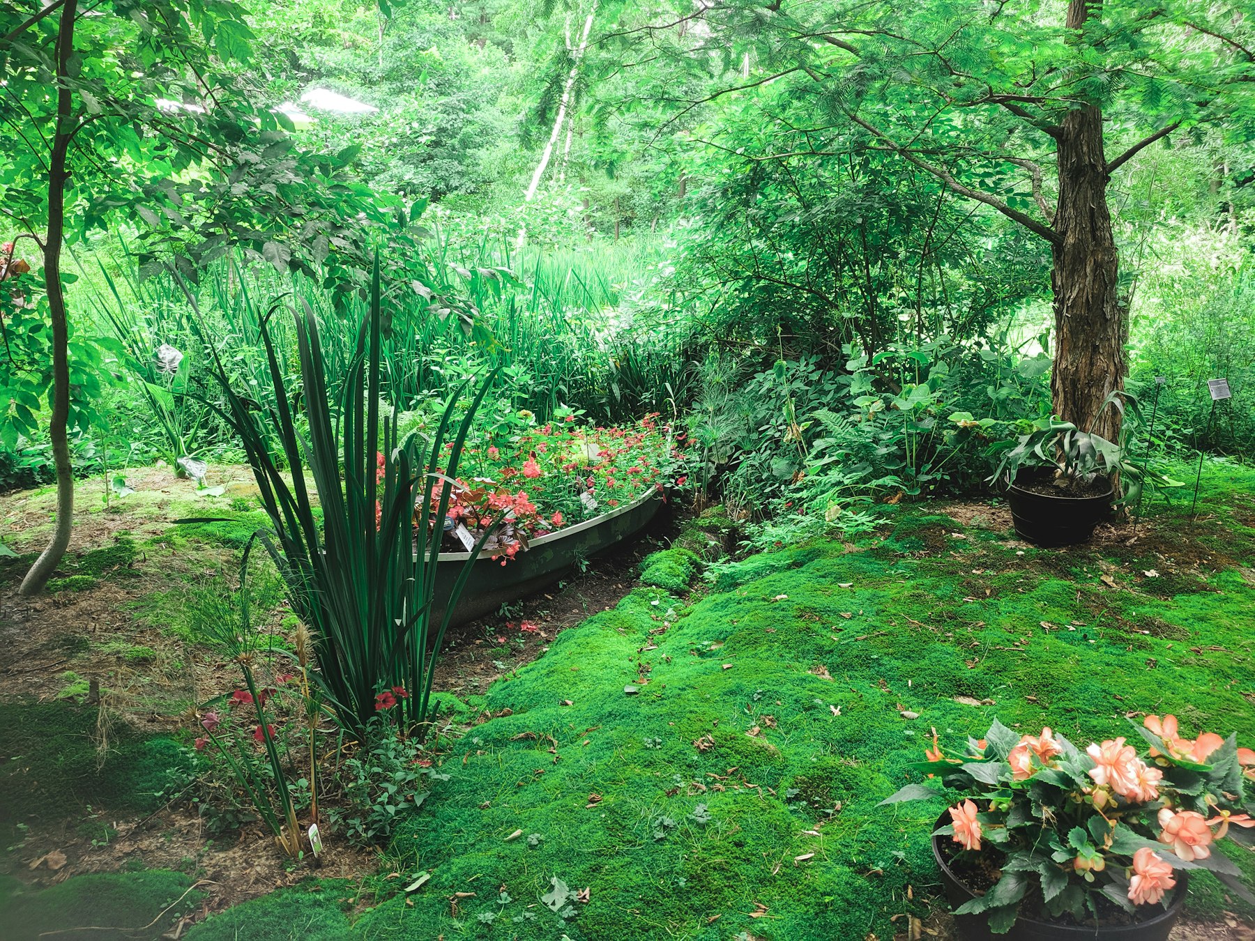 Open manicured lawn typical of East Williston landscaping work